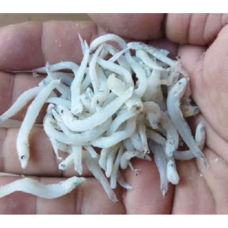 

TERI TOUGE SUPER GRADE A Oleh Oleh Dari Medan