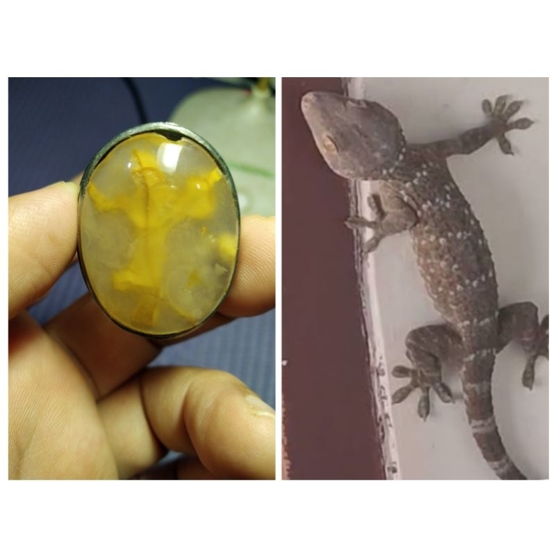 Batu Akik Gambar Tokek bercombong unik kode 15/326