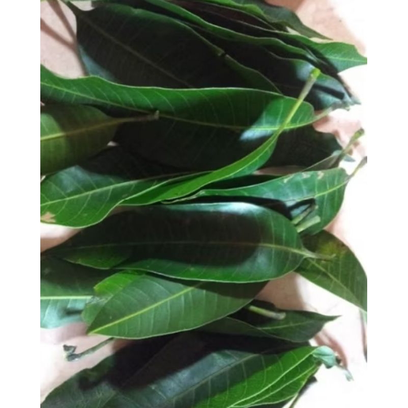 

daun mangga segar tanpa batang 200 grm