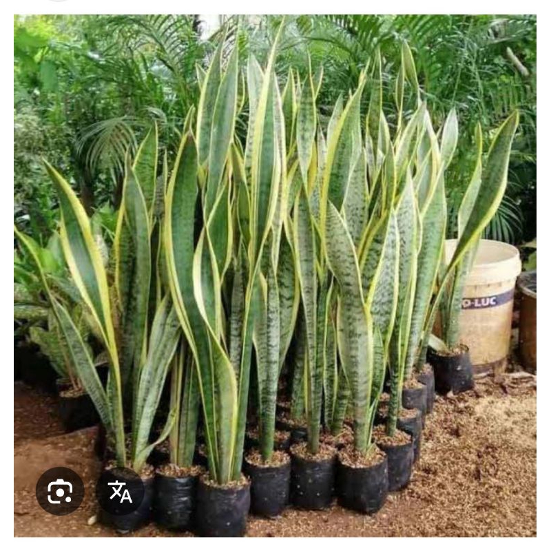 SENSIVERA/ LIDAH MERTUA/ SENSIVERA PEDANG