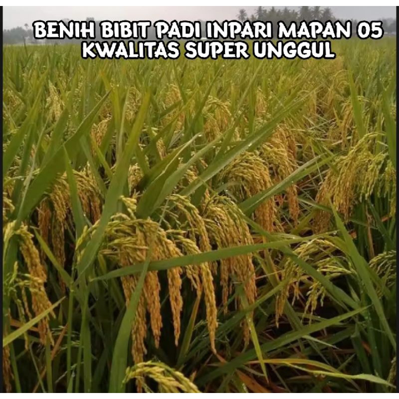 BENIH PADI INPARI MAPAN 05 SUPER UNGGUL BERKUALITAS ORIGINAL 5KG