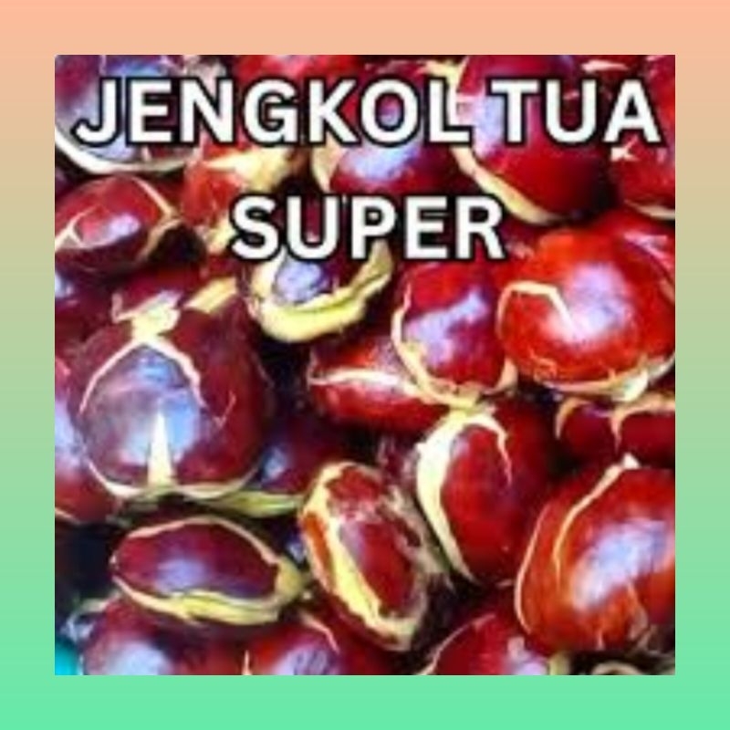 

Jengkol tua 500 gram super | Jengkol tua segar 500 gram | Jengkol tua fresh | Jengkol tua 500 gram | Jengkol tua besar premium