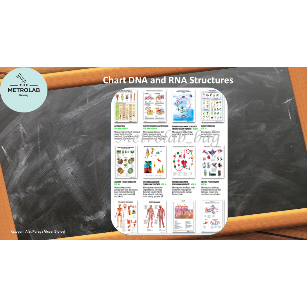 

Chart DNA and RNA Structures, Art Paper 230 gr