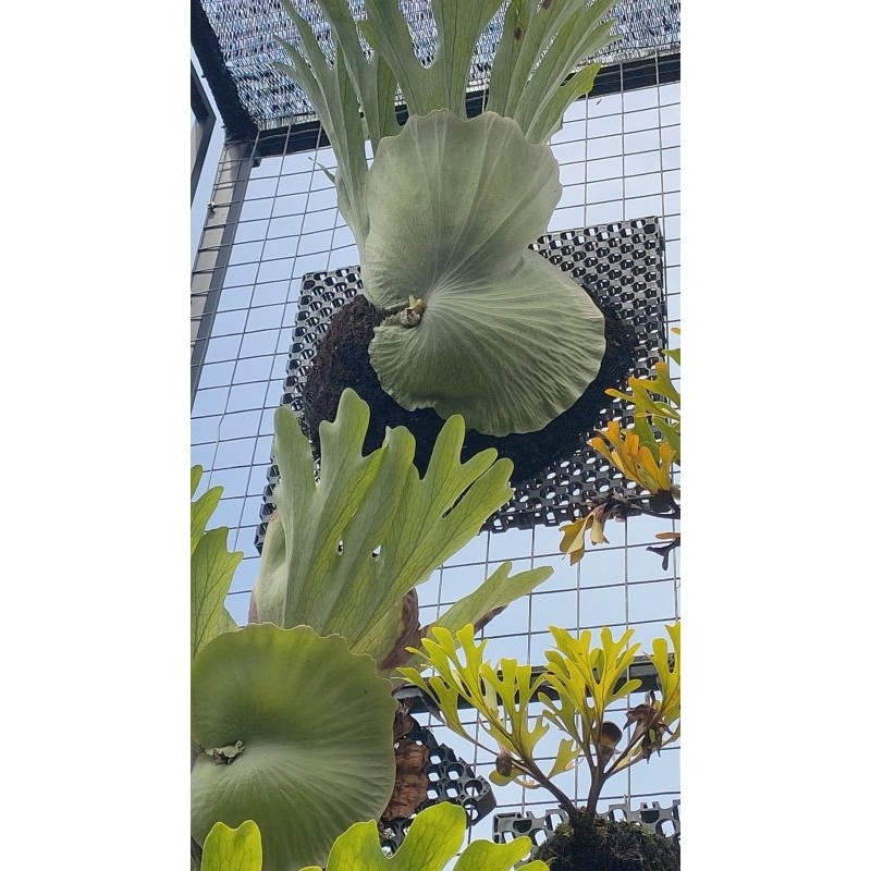 Platycerium Superbum Mini