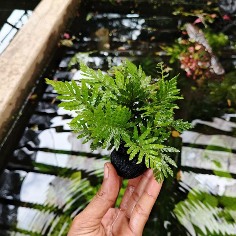 tanaman aquascape pakis media wabikusa