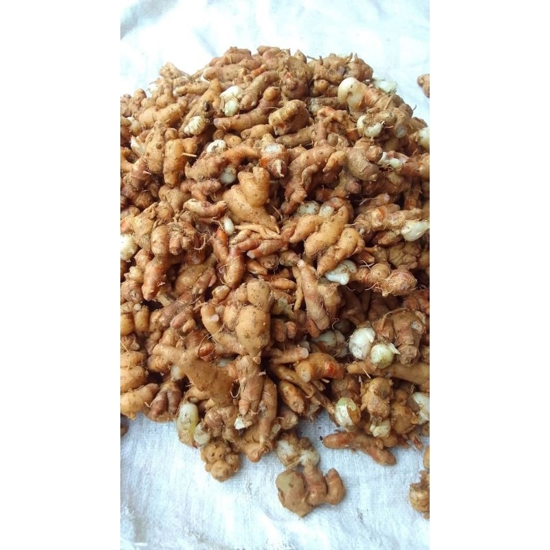 

kencur segar langsung darikebun kami