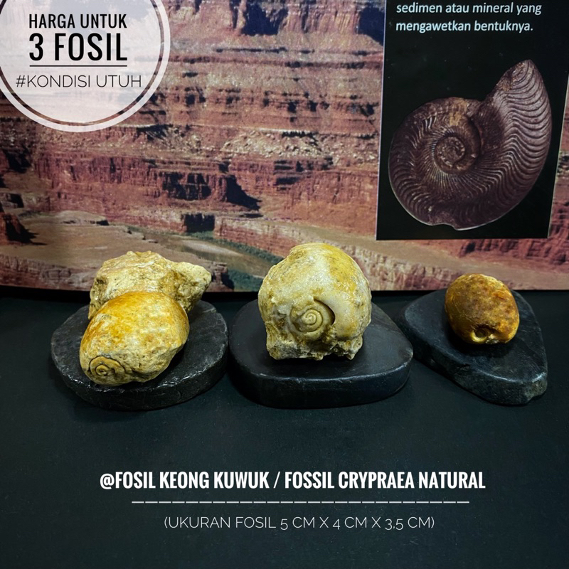 Bongkahan Fosil Keong Purba Natural B85 atau Fossil Cypraea atau Fosil Kerang atau Fosil Kol Buntet 