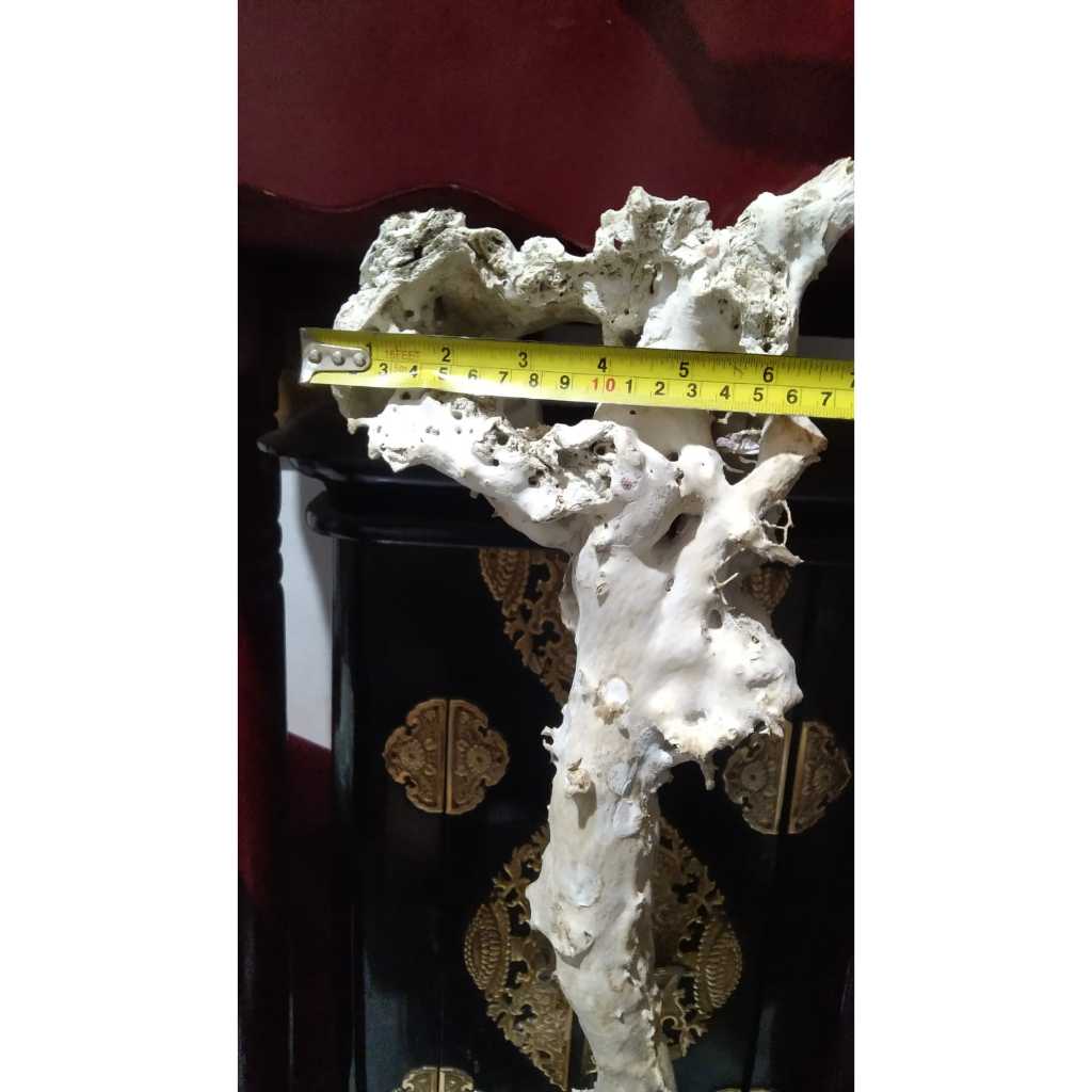 Batang Akar Bahar Putih Asli