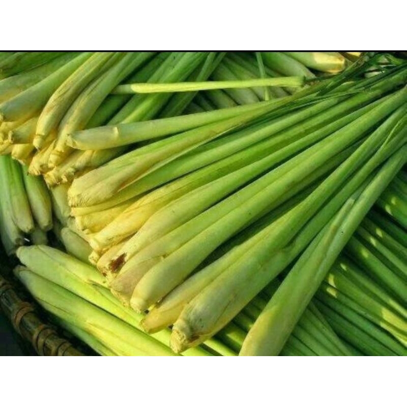 

20 PCS SEREH HIJAU SUPER KUALITAS TERBAIK BISA COD