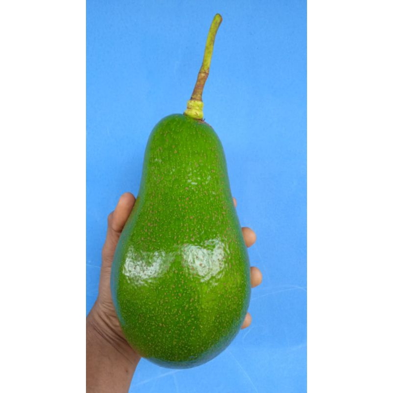 Entres Alpukat Pluwang