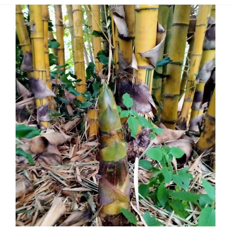 

rebung bambu kuning segar 1 kg