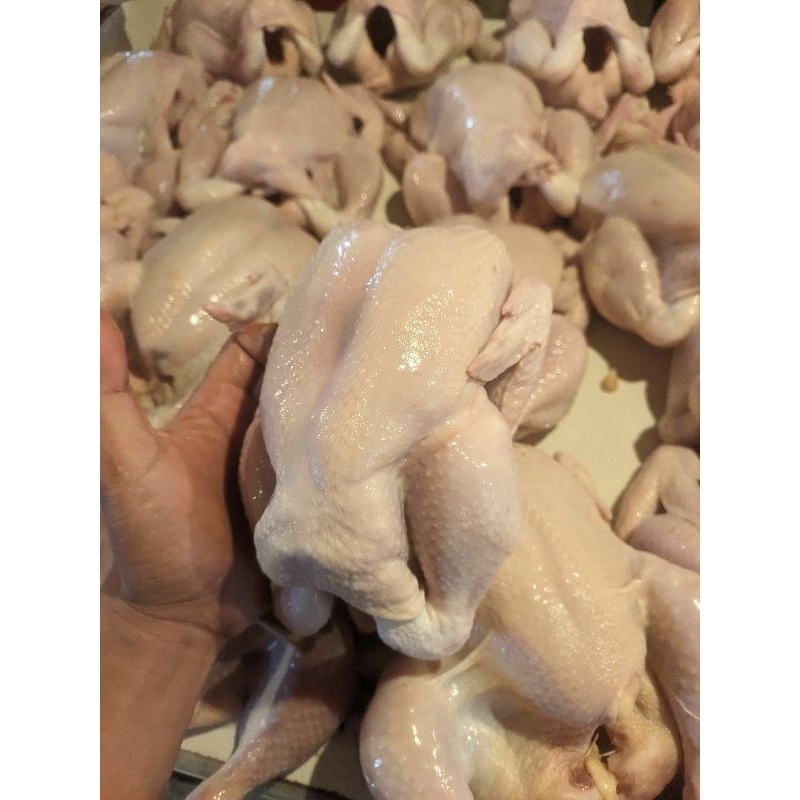 

Ayam utuh berat 1kg -1,2kg