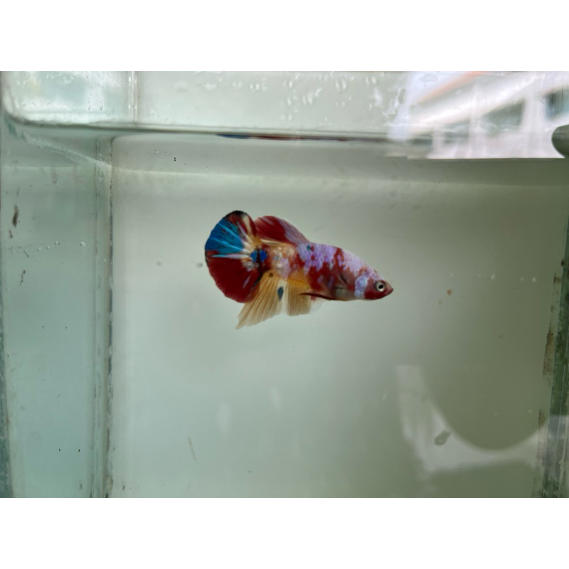 Hiasan Aquarium cupang yellow base multi