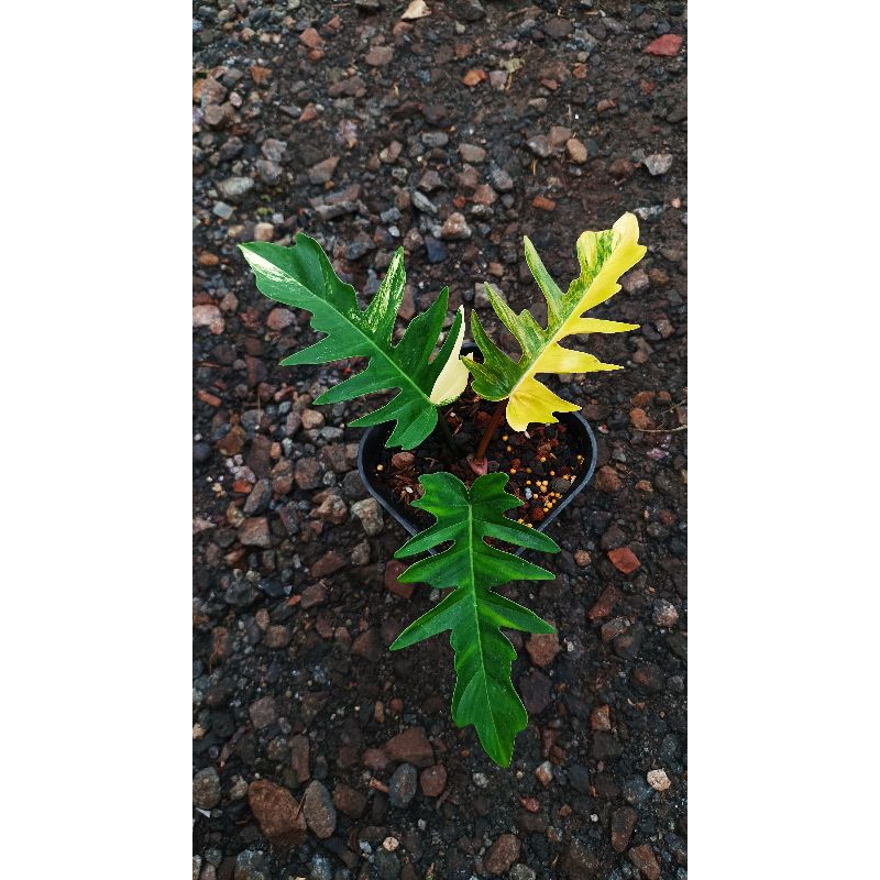 Philodendron Flotum ( Florida Beauty X Tortum Variegated )