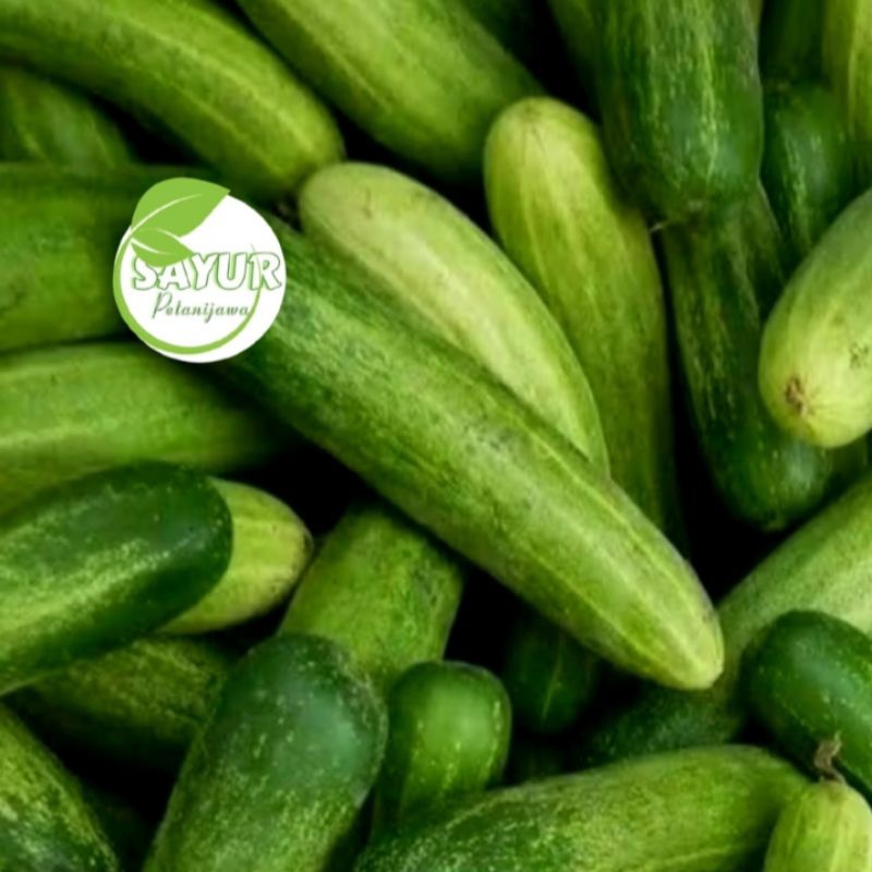 

Timun Segar | timun segar 500gr