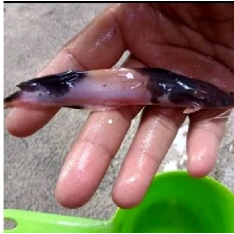 Bibit ikan lele belang ukuran 9-10 cm(isi 10 ekor)