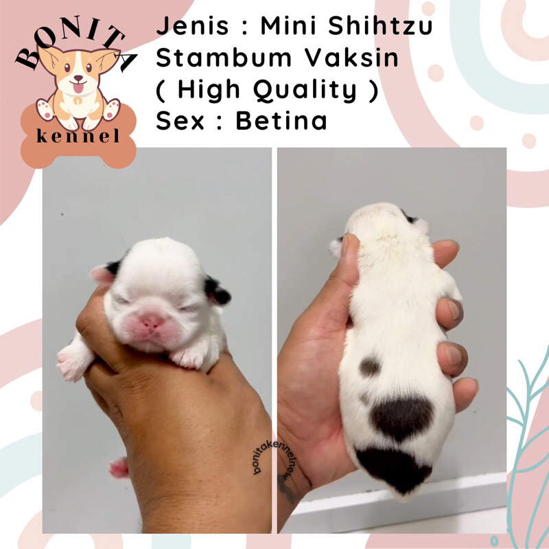 Mini Shihtzu Stambum Anak Anjing Mini Shih Tzu Shitzu Sitzu Jantan Betina