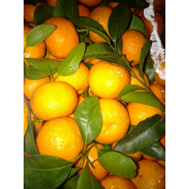 

Jeruk shantang manis 1 kg