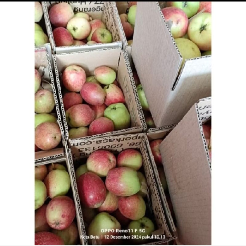 

Apel Malang Jenis ANA MINI 1 Kg