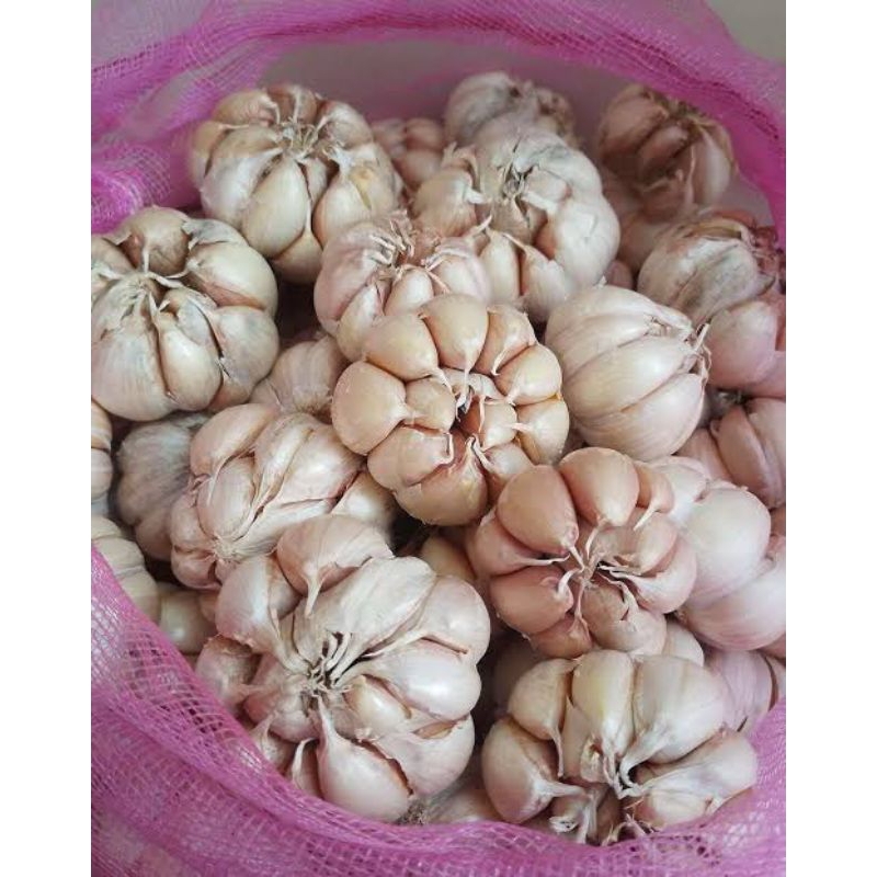 

Bawang putih Bersih
