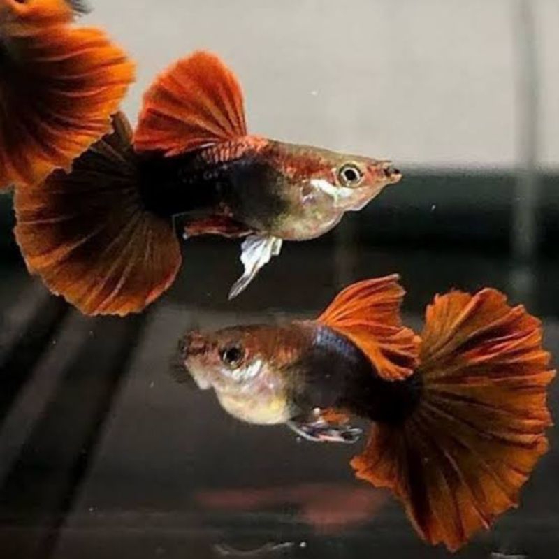 

stiker Guppy Hb red rosetail