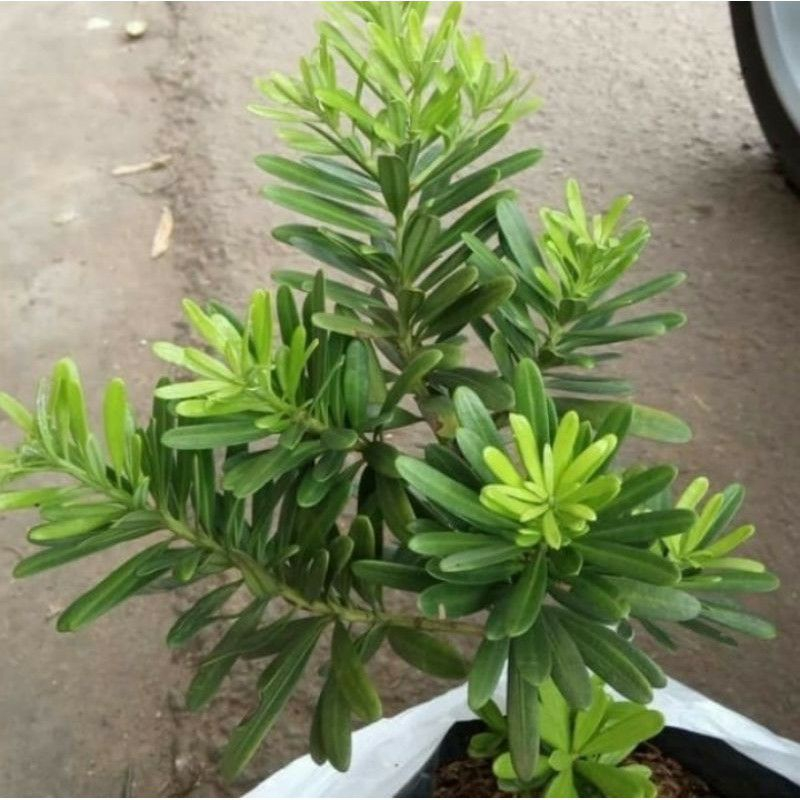 Promo tanaman lohansung cincuan | bahan bonsai lohansung taiwan | tanaman bonsai lohansung cincuan t