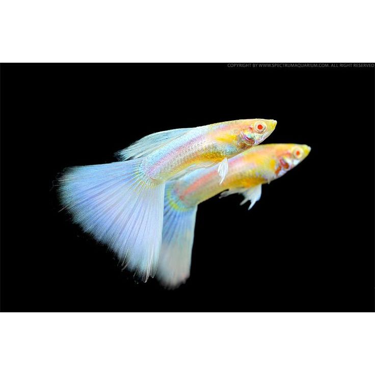Guppy Albino Full Platinum