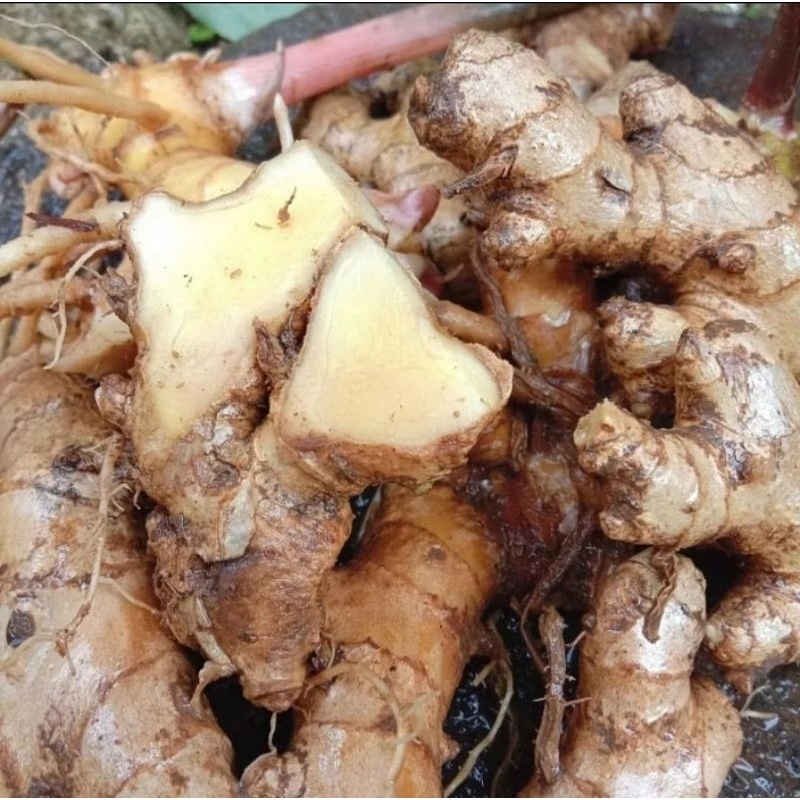 

Lempuyang segar bersih, punyang 1kg