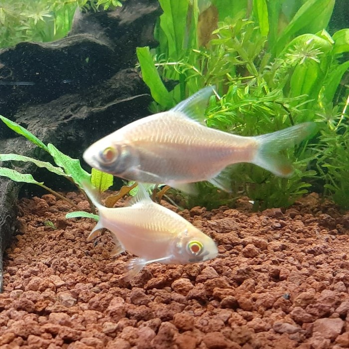 Ikan Hias Pemakan Kutu Ikan Koi Kaviat albino Mata Merah / ikan tank mate predator pembersih