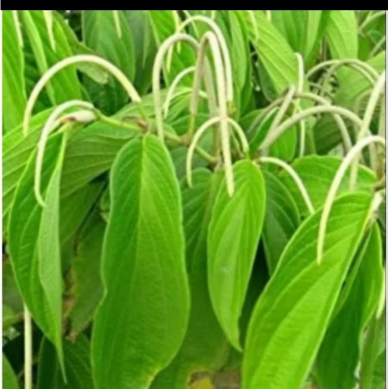 

daun sirih hutan 100 lembar