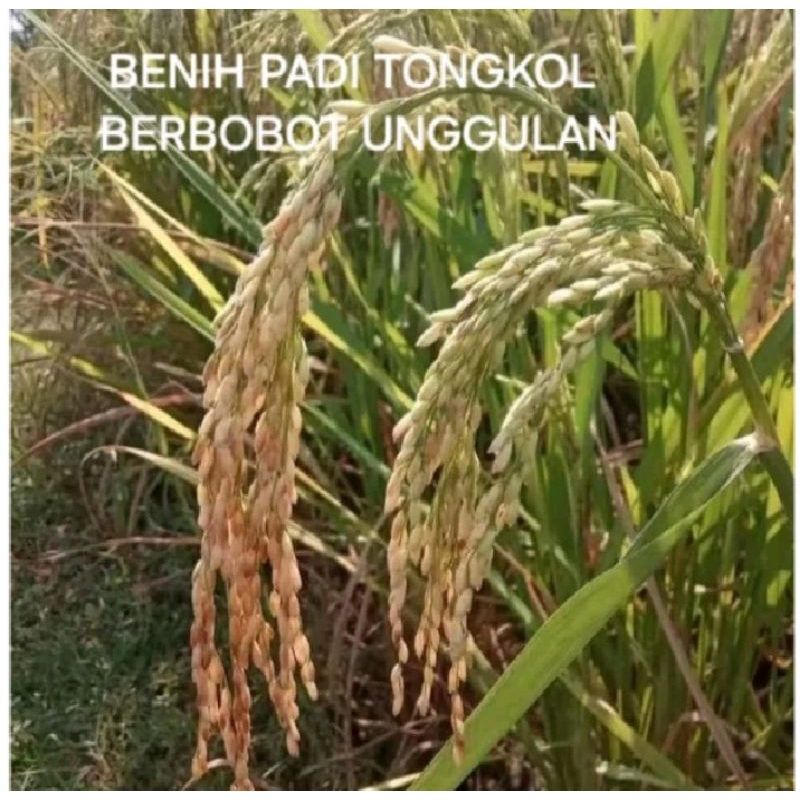 BENIH BIBIT PADI TONGKOL 1KG