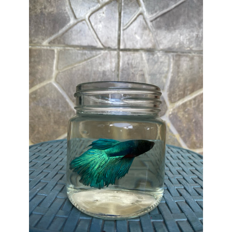 Ikan Cupang Halfmoon, ikan hias