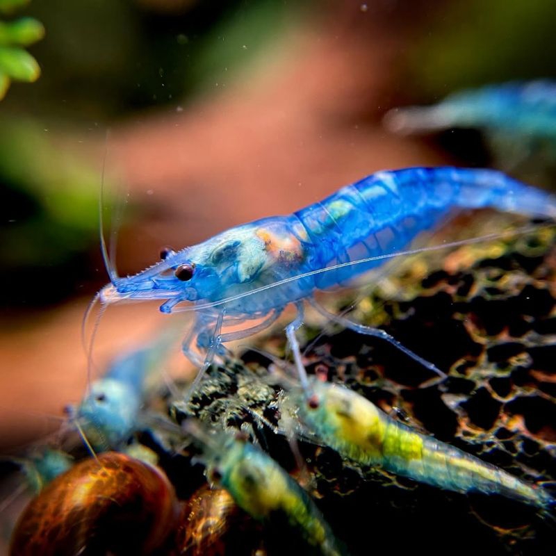 paket 100pcs udang hias blue Valvet aksesoris akuarium aquascape