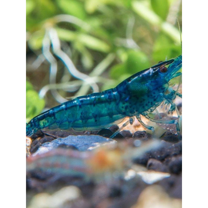 paket 50pcs udang hias blue Valvet aksesoris akuarium aquascape