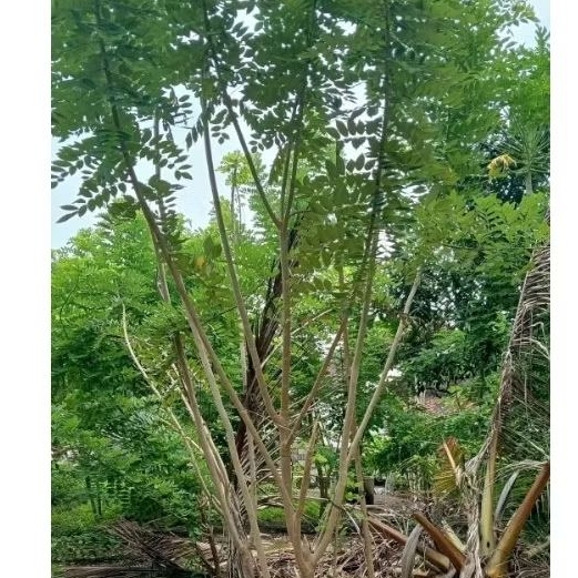 stek pohon gamal/batang gamal/bibit