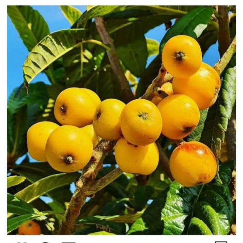 bibit leci kuning asli sudah siap berbuah live