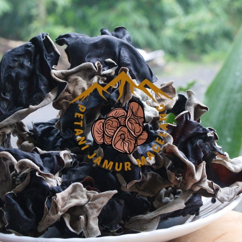 

Jamur Kuping Kering 1 Kg | Jamur Kuping Asli Petani Jamur Magelang