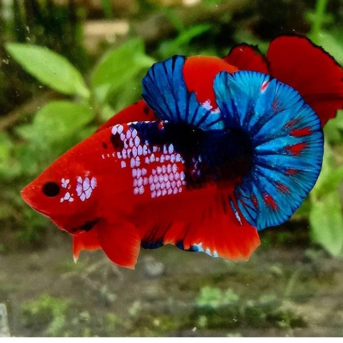 Jual ikan Cupang Plakat Hellboy / Jual ikan cupang plakat hellboy jantan