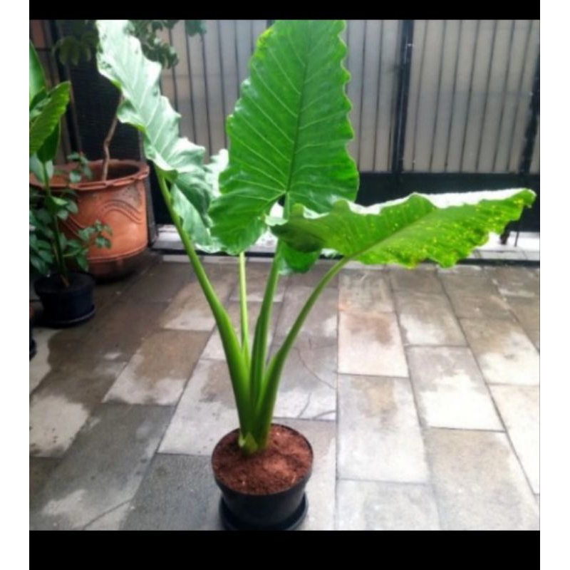 Terbaru Bibit Sente Hijau/Bonggol Sente Hijau/Umbi Sente Hijau Fresh Segarrr