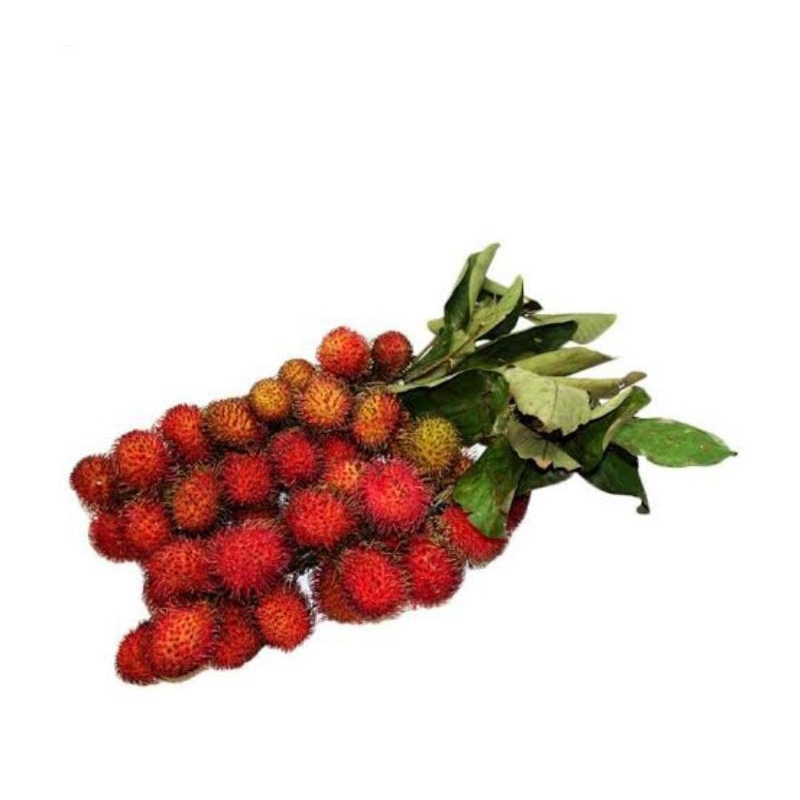 

Rambutan per ikat Segar