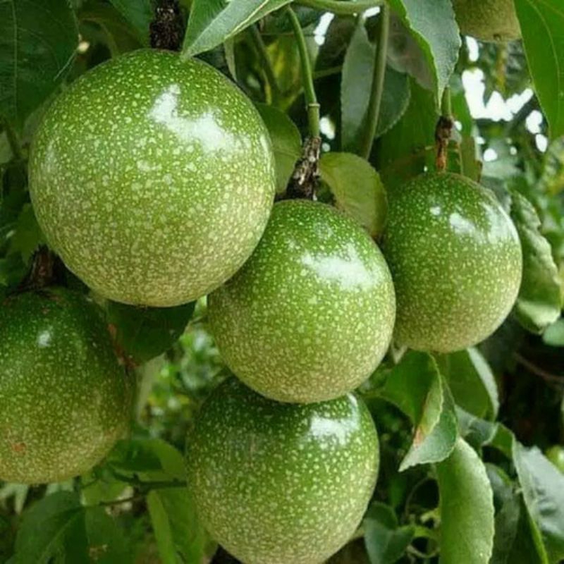 

buah markisa atau buah saprola 1 kg termurah terlaris