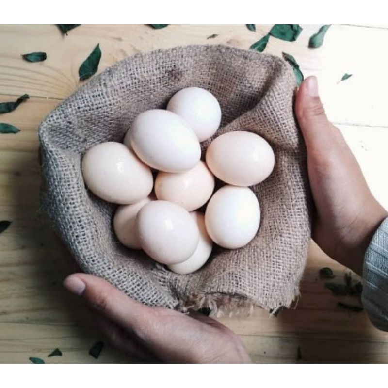 

TELUR ARAB ORIGINAL ASLI ALAMI ISI 10 BUTIR