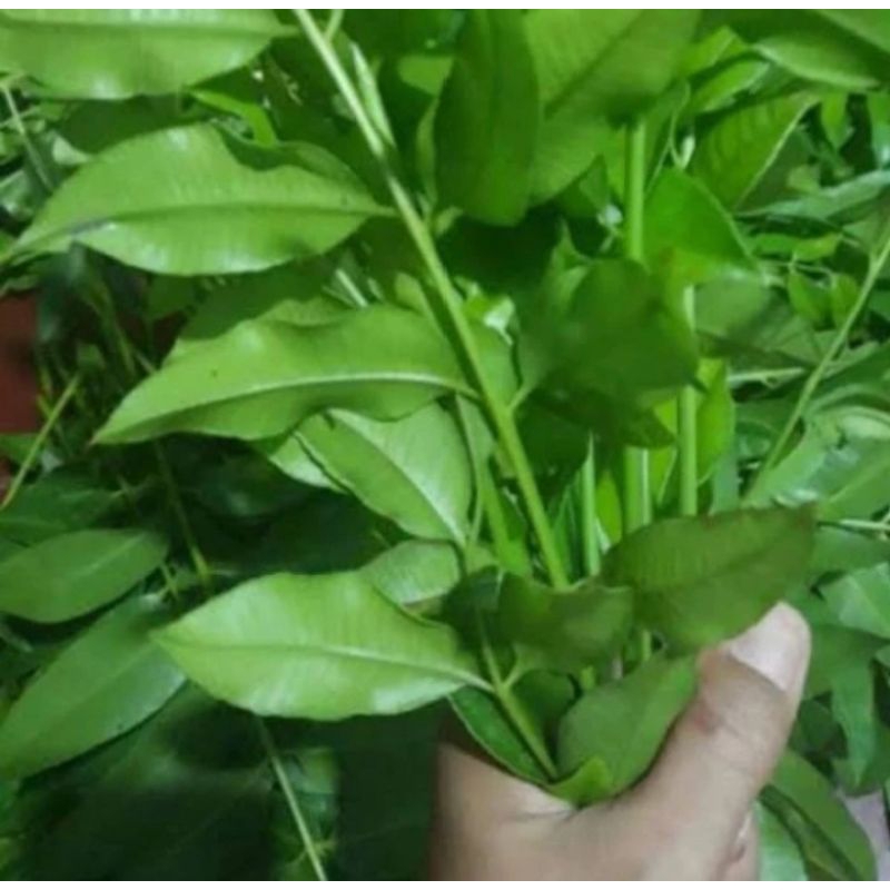 

DAUN KEDONDONG 200 GRAM FRESH DI AMBIL KETIKA ADA ORDERAN