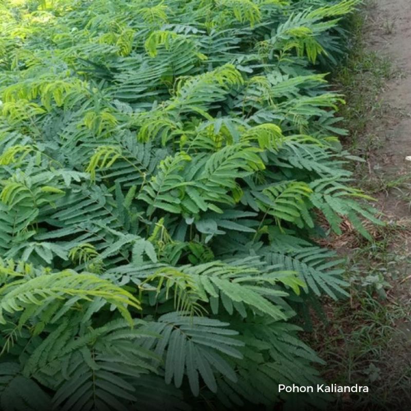 

daun Kaliandra/daun kaliwandra 500 gram langsung petik