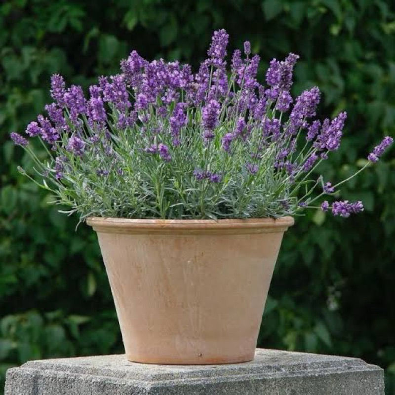 tanaman hias bunga lavender-tanaman hias lavender bunga ungu