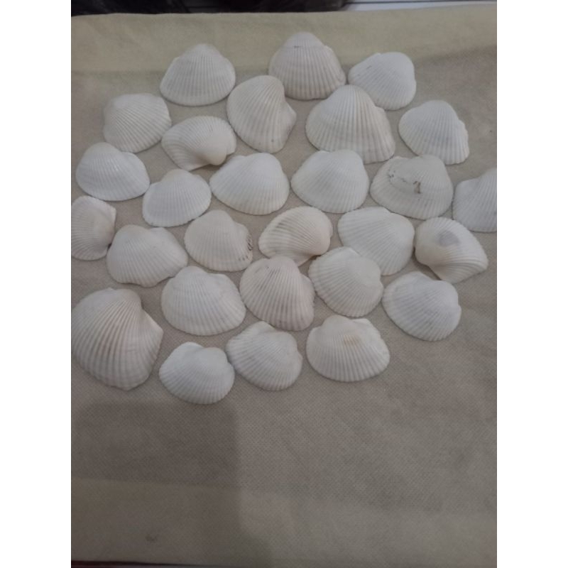 kerang dara / kerang tuk" /kerang size besar isi 20pcs