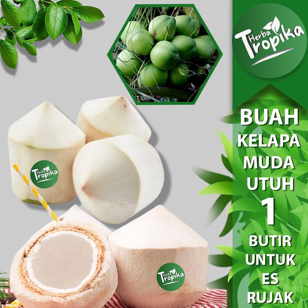 

Buah Kelapa Muda Kupas degan Segar per butir toko herba tropika