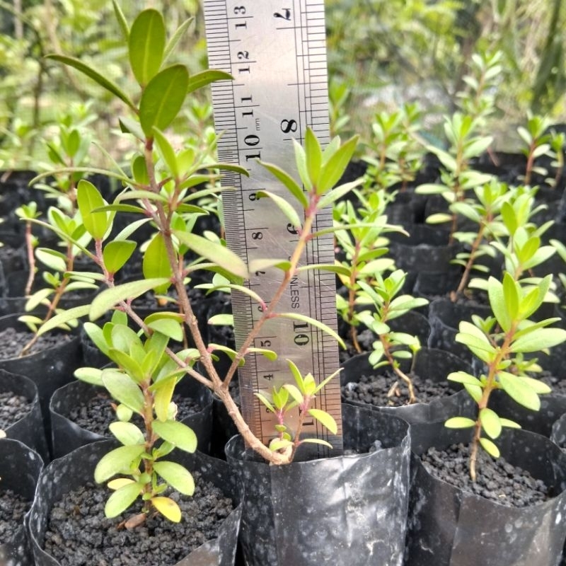 BAHAN BONSAI SANTIGI KARANG SEMAI BIJI SIZE 5-10 CM.