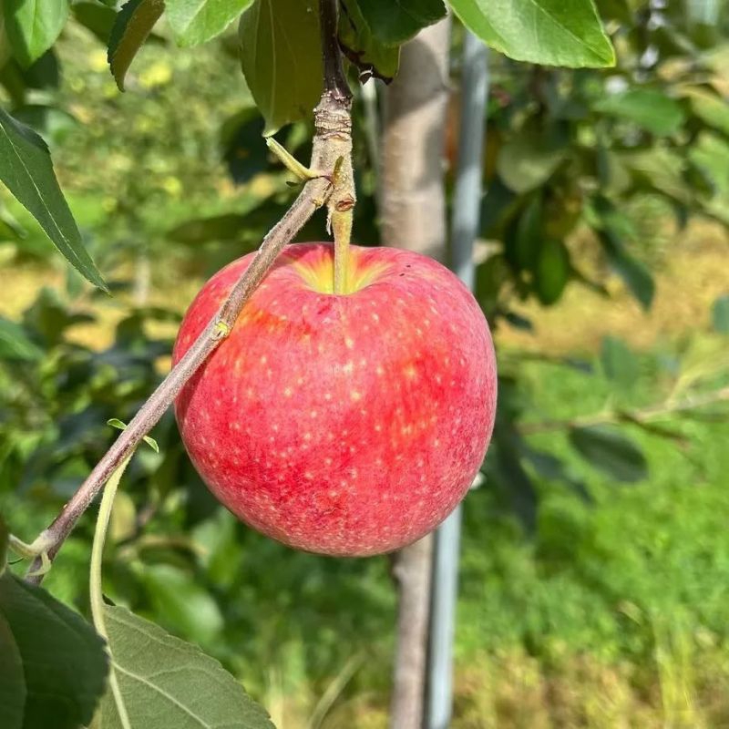 Bibit Buah Apel Anna Cangkok Super