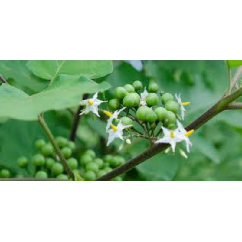 

buah takokak segar 1kg